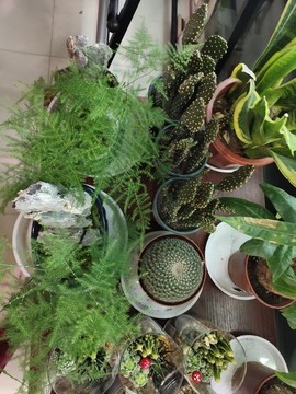 花店盆景
