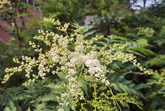 華北珍珠梅