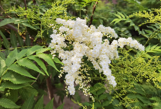 華北珍珠梅