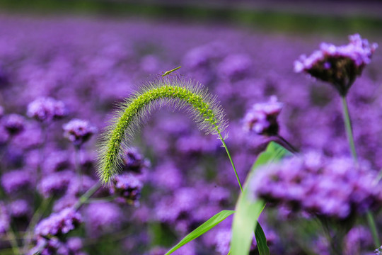 狗尾巴草