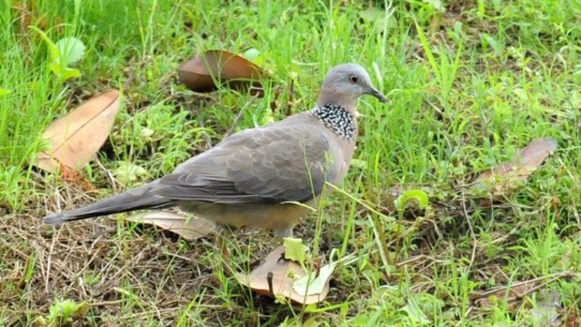 斑鳩