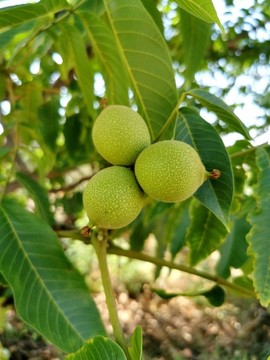 核桃果實