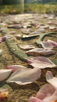 遺落的花瓣