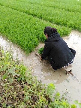 扯秧