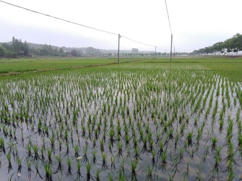 稻田