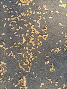 小黃落葉