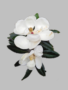 玉蘭花