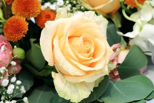 玫瑰花