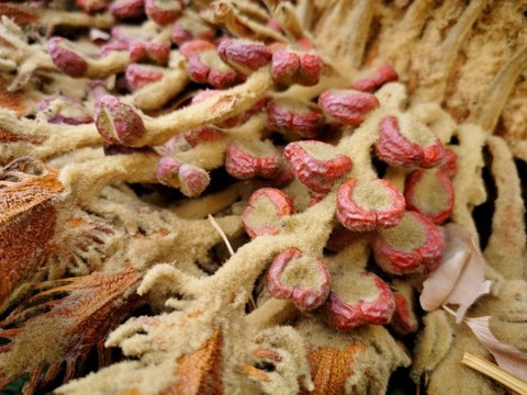 鐵樹開花放射狀