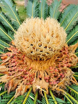 鐵樹開花特寫