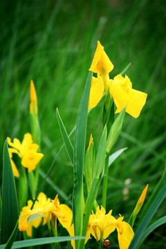 鳶尾花
