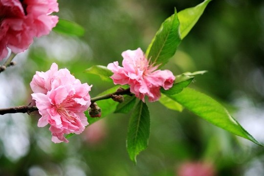 桃花