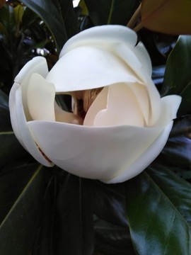 玉蘭花