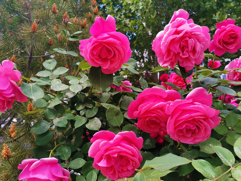 月季花