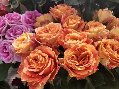 橘色玫瑰花