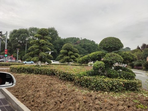 景觀樹