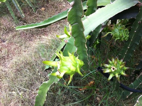 火龍果種植基地