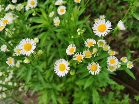 雛菊