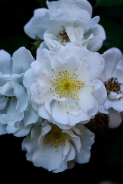 白色薔薇花微距特寫