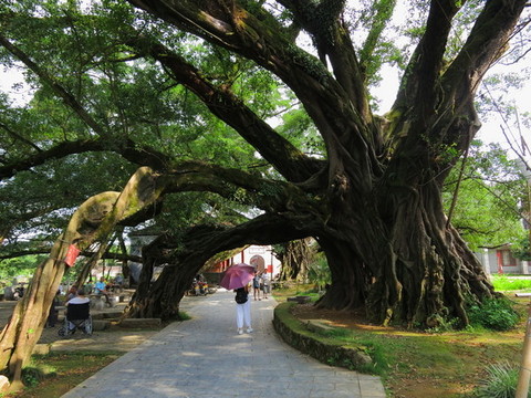 大榕樹