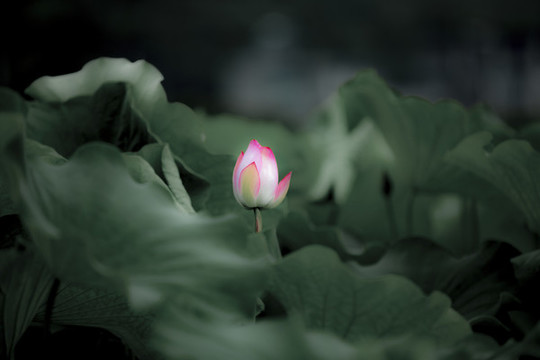 荷花