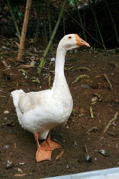 農(nóng)家土鵝