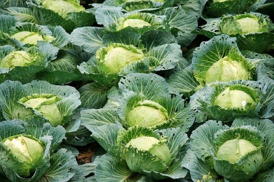 包白菜