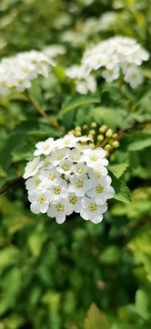 絨線菊