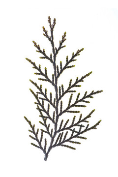 柏樹枝
