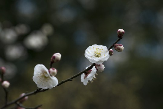 梅花