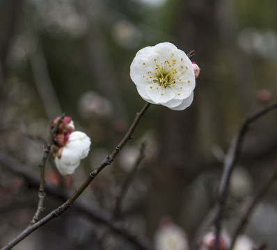 梅花