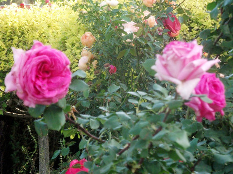 月季花