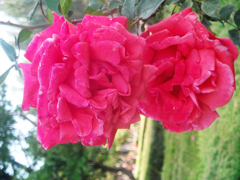 月季花