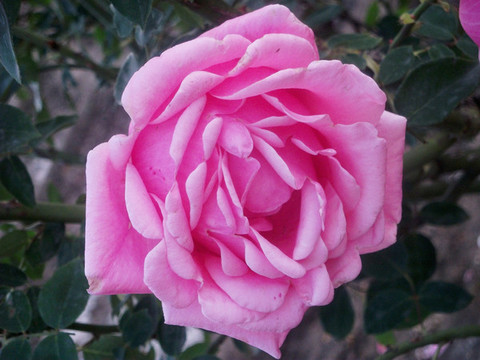 月季花