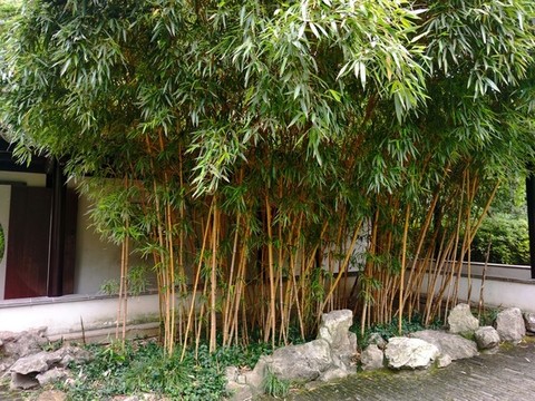 小琴絲竹