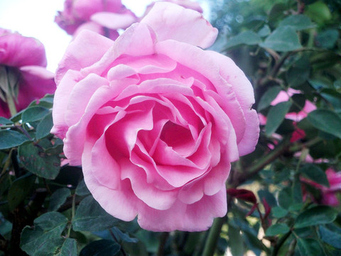 月季花