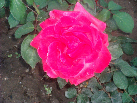月季花