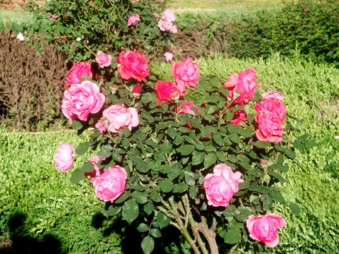 月季花