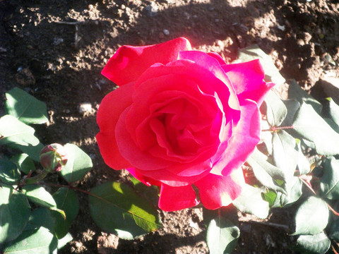 月季花