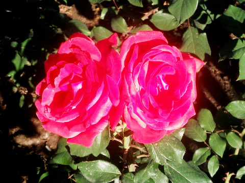 月季花