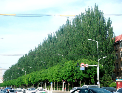街道綠化
