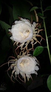 曇花一現