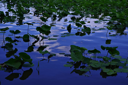 豐臺(tái)區(qū)蓮花池公園