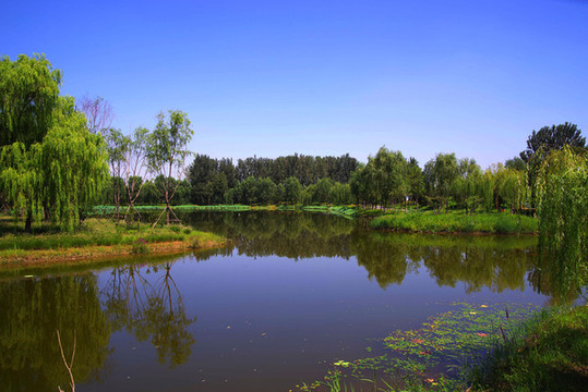 北京東郊濕地公園
