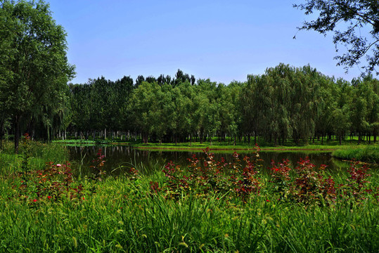 北京東郊濕地公園