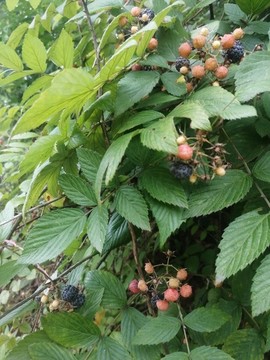 紅果植物
