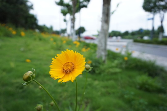 波斯菊美麗