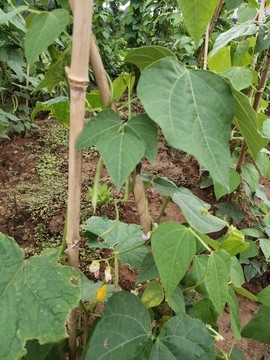 四季豆種植