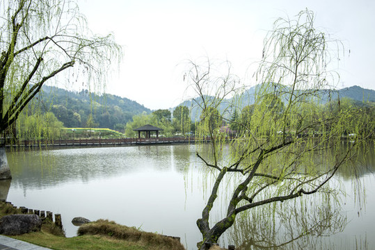 柳樹(shù)