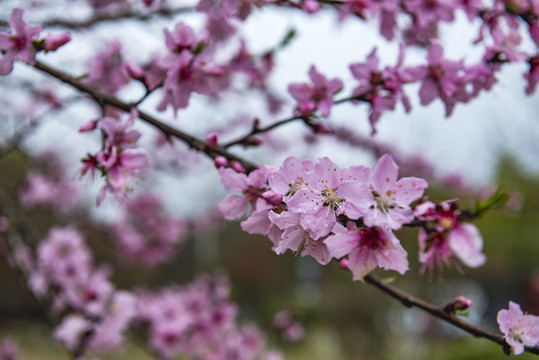 桃花